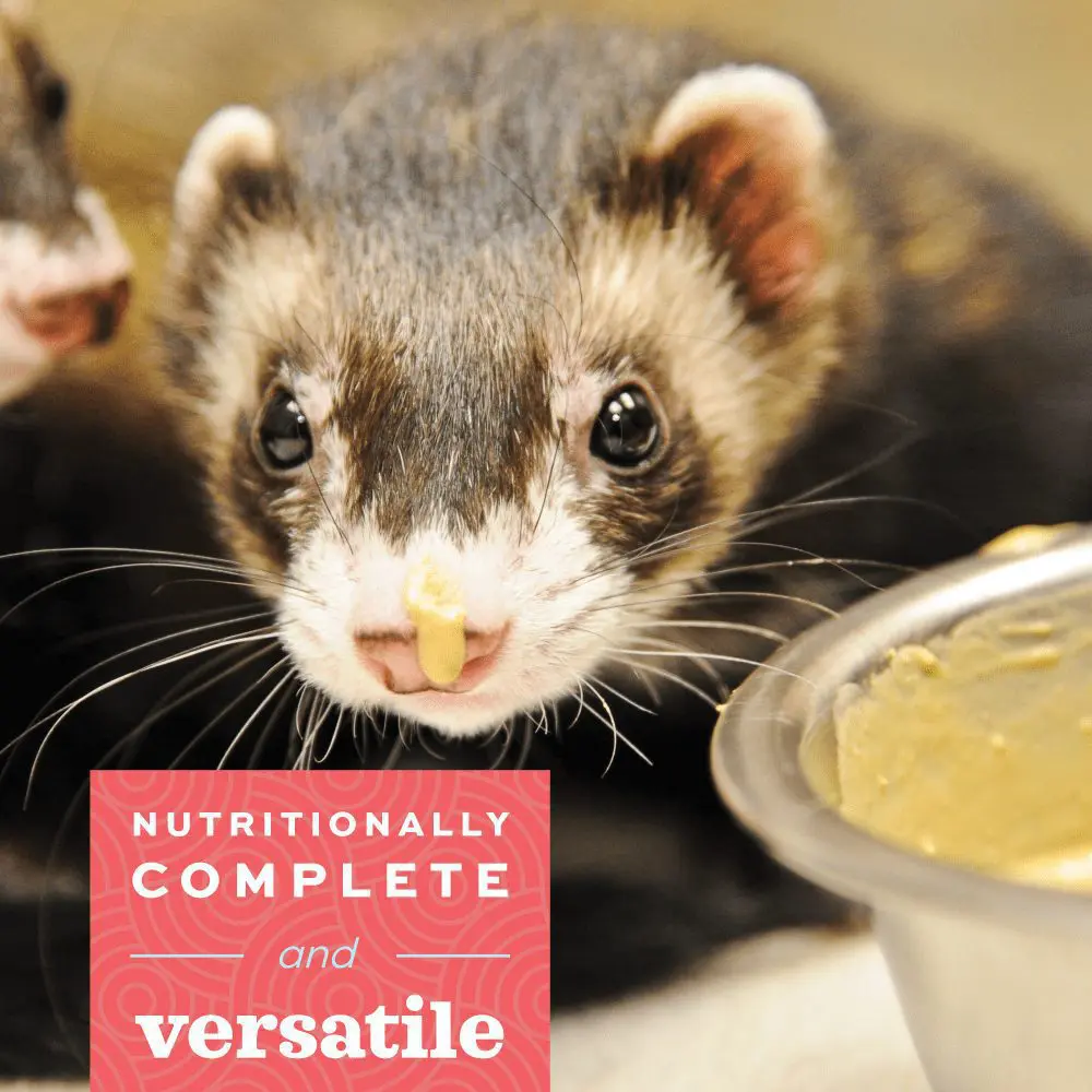 Critical Care Carnivore - Ảnh 3